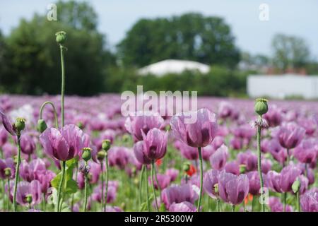 Ein Bild eines rosa Mohnfeldes wird zu Bäckermohn verarbeitet Stockfoto