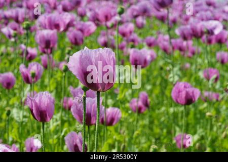 Ein Bild eines rosa Mohnfeldes wird zu Bäckermohn verarbeitet Stockfoto