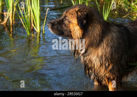 Kaukasischer Schäferhund beim Baden Stockfoto