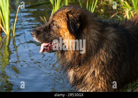 Kaukasischer Schäferhund beim Baden Stockfoto