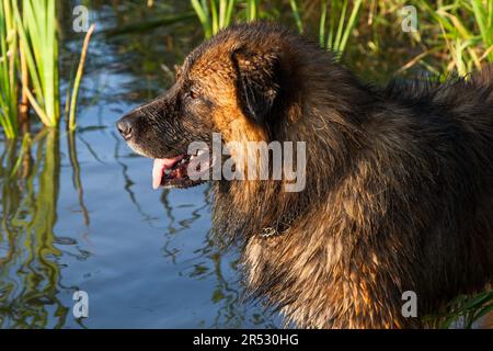 Kaukasischer Schäferhund beim Baden Stockfoto
