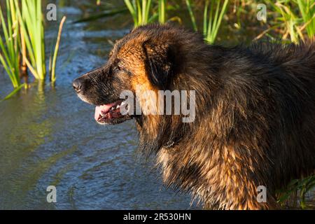 Kaukasischer Schäferhund beim Baden Stockfoto