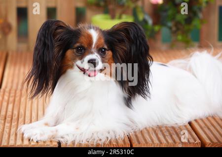 Papillon, Schmetterlingshund, kontinentaler Zwergspaniel Stockfoto