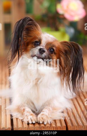 Papillon, Schmetterlingshund, kontinentaler Zwergspaniel Stockfoto