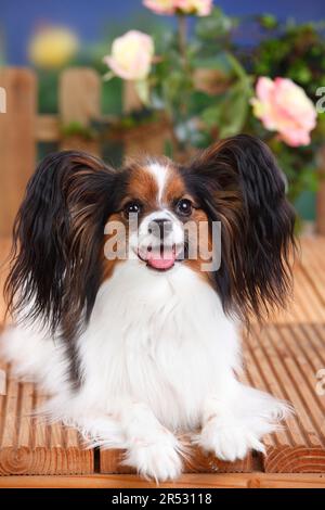 Papillon, Schmetterlingshund, kontinentaler Zwergspaniel Stockfoto