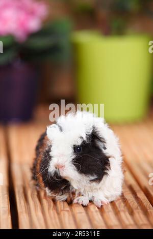 Meerschweinchen-Merino, Tortie weiß Stockfoto
