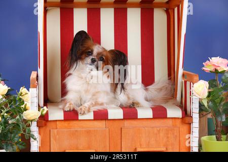 Papillon, Schmetterlingshund, kontinentaler Zwergspaniel Stockfoto