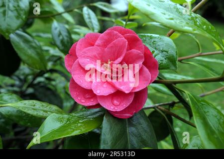 kamelienblüte und Regentropfen Stockfoto