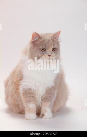 Britische Langhaarkatze, Flieder-schildpatt-weiß, Highlander, Lowlander, Britanica, BLH Stockfoto