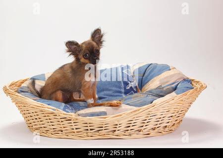 Chihuahua, Welpe, langhaarig, 4 Monate, im Hundekorb, Korb Stockfoto