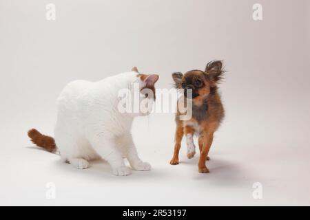 Britische Kurzhaarkatze, männlich, zimtweißer Van und Chihuahua, langhaarig, Hündchen, 4 Monate, Highlander, Lowlander, Britanica, BKH Stockfoto