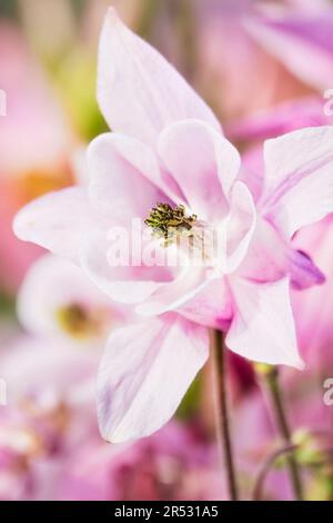 Akelei (Aquilegia vulgaris) Stockfoto