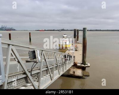 Harwich Harbour, Essex - 31. Mai 2023 : die hellgelbe Hafenfußfähre in Shotley. Stockfoto