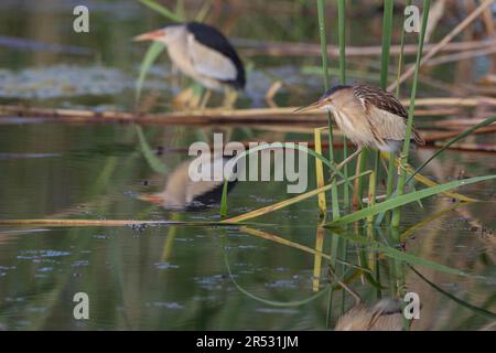 Kleine Bitter (Ixobrychus minutus), männlich und weiblich, Kerkini-See, Griechenland Stockfoto