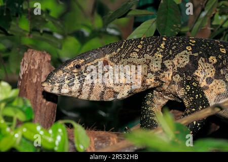 Mertens Wasser Monitor (Varanus mertensi) Stockfoto