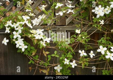 Weiße Clematis montana blühende Weinrebe, die im Frühling an einem Holzzaun entlang klettern Stockfoto