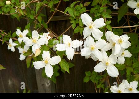 Weiße Clematis montana blühende Weinrebe, die im Frühling an einem Holzzaun entlang klettern Stockfoto