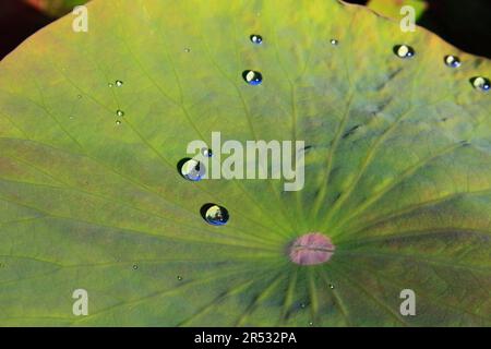 Indischer Lotus (Nelumbo nucifera), Blattdetail Stockfoto