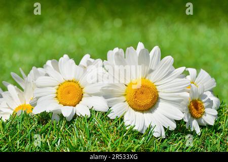 Oxyeye Gänseblümchen (Leucanthemum) weiße Frühlingsblumen auf grünem Gras Nahaufnahme, seichte Tiefenschärfe des Bokeh-Hintergrunds. Stockfoto