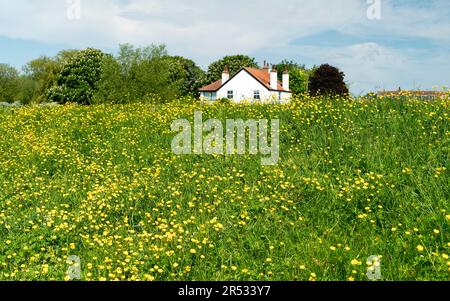 Wilde Butterblumen in Hülle und Fülle säumen das Ufer des Flusses Hull (nicht zu sehen) unter bewölktem blauem Himmel in der Nähe von Beverley, Yorkshire, Großbritannien. Stockfoto