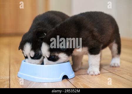 Süße sibirische Husky-Welpen, die zu Hause aus der Fütterschüssel essen. Hundefutter Stockfoto