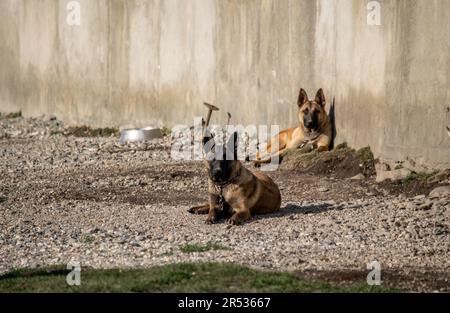 Deutsche Schäferhunde liegen auf dem Boden Stockfoto