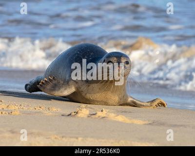 Seehund, Seehund, Phoca vitulina Norfolk, November Stockfoto