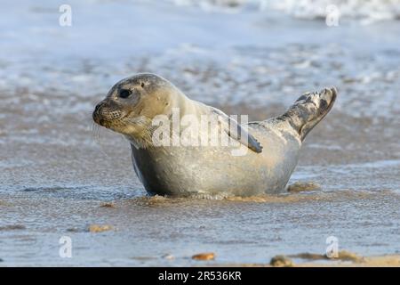 Seehund, Seehund, Phoca vitulina Norfolk, November Stockfoto