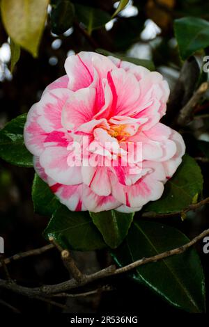 Nahaufnahme von rosa und roten Kamelienblumen mit grünen Blättern, die im Frühling auf Sträuchern gezüchtet wurden Stockfoto