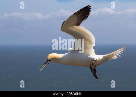 Nahaufnahme eines nördlichen Gannet im Flug. Von der Klippe aus betrachtet, zeigt es das Meer und den Himmel in einem klaren Hintergrund Stockfoto