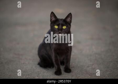 Porträt wunderschöne schwarze Katze. Schwarze Katze sitzt auf der Straße Stockfoto
