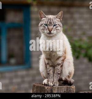 Streunende, nasse Kätzchen in einem verlassenen Gebäude Stockfoto