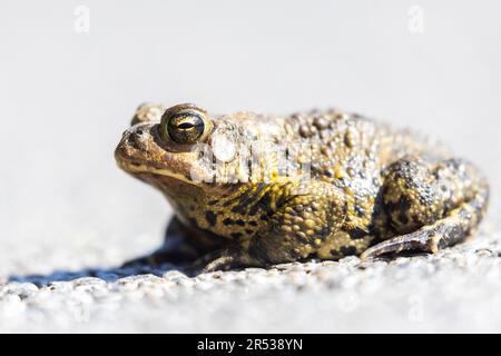 Amerikanische Kröte (Anaxyrus americanus) im Frühjahr Stockfoto