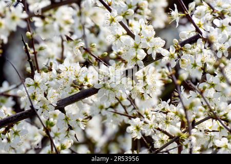 Cherry-Plum oder Myrobalan (prunus cerasifera), Nahaufnahme der weißen Blüten oder Blüten des Strauchs entlang der Länge seiner Zweige. Stockfoto