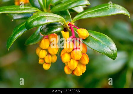 Darwins Barberry (Berberis darwinii), Nahaufnahme der Orangenblüten des Zierstrauchs, der in Gärten gepflanzt und oft in freier Wildbahn eingebürgert wurde. Stockfoto