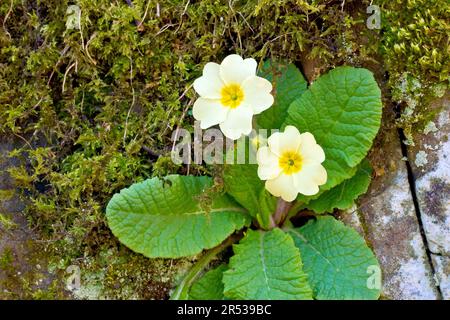 Primrose (primula vulgaris), Nahaufnahme der Nadelblumen einer Pflanze, die aus einem Riss in einer alten moosbedeckten Wand wächst. Stockfoto