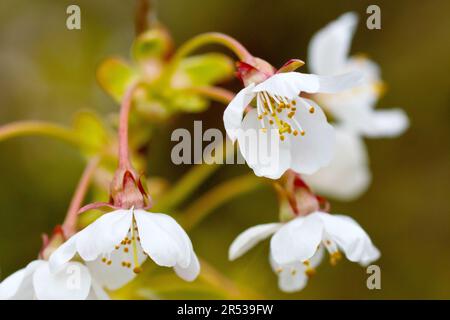 Wilde Kirsche (prunus avium), Nahaufnahme mit Fokus auf eine einzelne weiße Blume von mehreren, die im Frühling auf einem Baum neu entstanden sind. Stockfoto