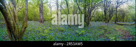 Glühende englische Frühlingswaldlandschaft in guter Sonne mit einem Teppich aus gewöhnlichen Blauglocken Stockfoto