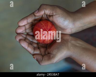 Ein Mädchen hält eine geschälte Tomate in der Hand. Diese Zitrusfrucht ist alles bereit, um in einen gesunden und erfrischenden Saft verwandelt zu werden. Stockfoto