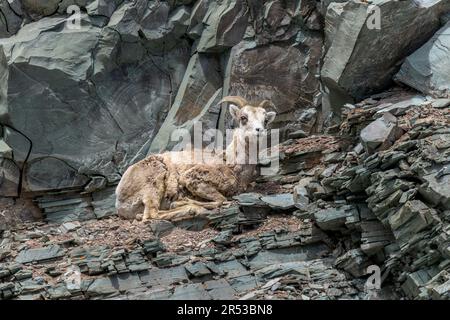 Weibliches Dickhornschafe - Ein weibliches Dickhornschafe, das an einem sonnigen Frühlingstag auf einer steilen Felsklippe am Saint Mary Lake ruht. Glacier-Nationalpark. Stockfoto