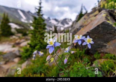 Colorado Blue Columbine – Ein Haufen wilder Colorado Blue Columbine am Isabelle Glacier Trail in Indian Peaks Wilderness, Colorado, USA Stockfoto