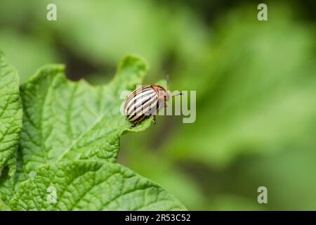 Der Colorado-Käfer frisst junge Kartoffelblätter. Schädlinge zerstören die Ernte auf dem Feld. Parasiten in Wildtieren, Landwirtschaft. Stockfoto