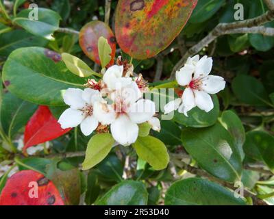 Duftende Rhaphiolepis umbellata in Blüten. Natürliche Nahaufnahme blühender Pflanzen Porträts Stockfoto