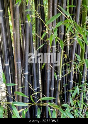 Phyllostachys Nigra (Lodd ex Lindley) Munro, schwarzer Bambus, violetter  Bambus. Natrliches Pflanzenportrt in der Frhlingssonne Stockfotografie -  Alamy
