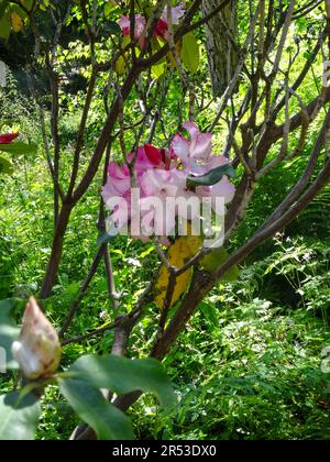 Herrlicher Rhododendron Lems Monarch im späten Frühlingssonnenschein. Natürliche Nahaufnahme blühender Pflanzen Porträts Stockfoto