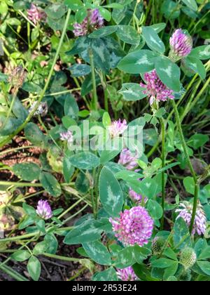 Buschiges Trifolium Pratense (Trefle des Pres). Natürliche Nahaufnahme blühender Pflanzen Porträt im Frühling Stockfoto