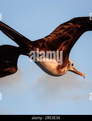 Nahaufnahme eines fliegenden Fregattvogel im hellen Himmelshintergrund in Galapagos Stockfoto