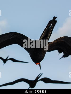 Unter fliegenden Fregattvögeln auf hellblauem Himmelshintergrund in Galapagos Stockfoto