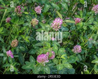 Buschiges Trifolium Pratense (Trefle des Pres). Natürliche Nahaufnahme blühender Pflanzen Porträt im Frühling Stockfoto