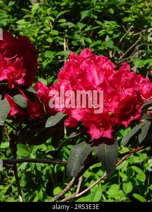 Leuchtend roter Rhododendron, Madame De Bruin. Natürliche Nahaufnahme blühender Pflanzen Porträt im späten Frühlingsschein Stockfoto